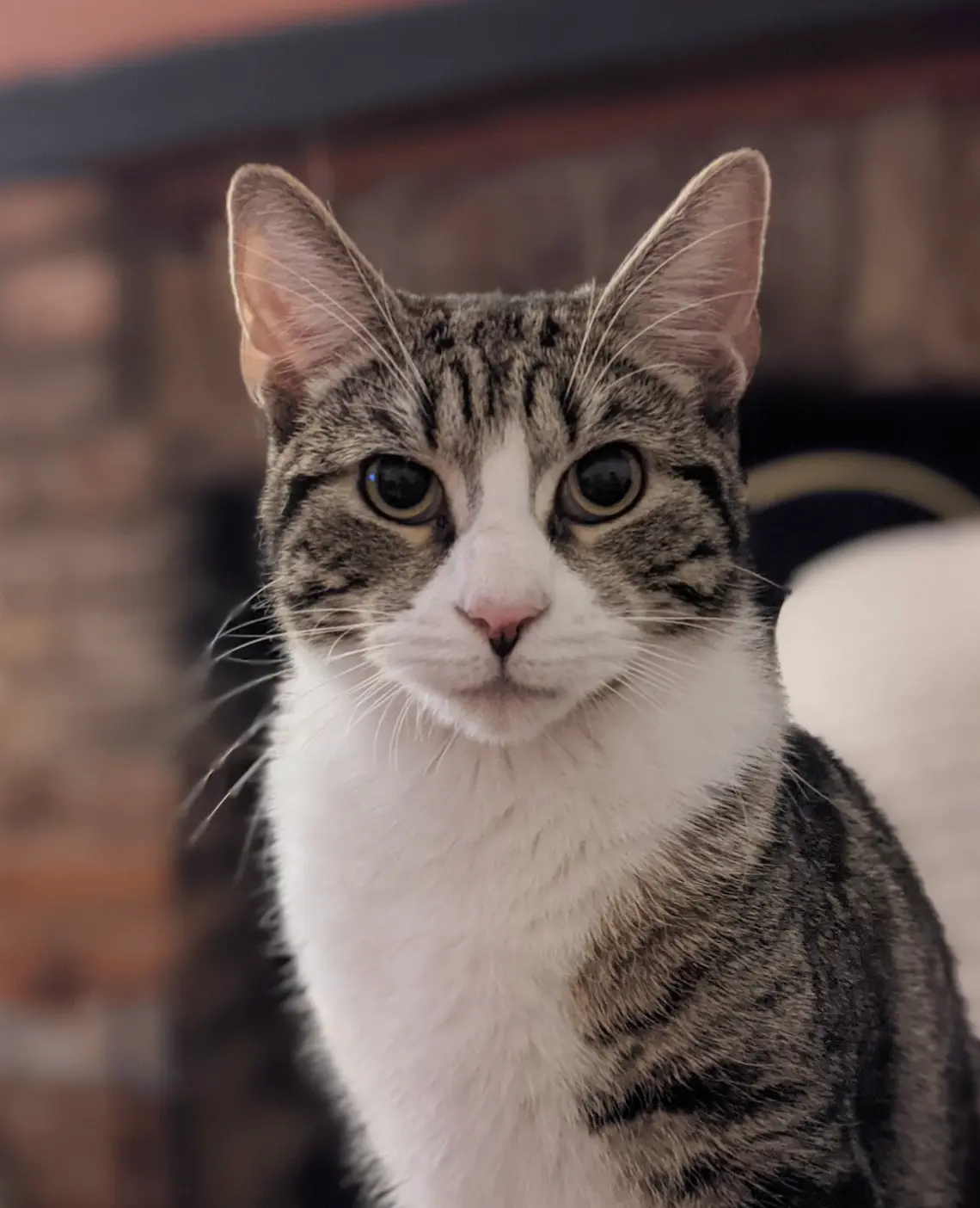 Winston, a tabby and white cat, sitting upright and staring straight at the camera