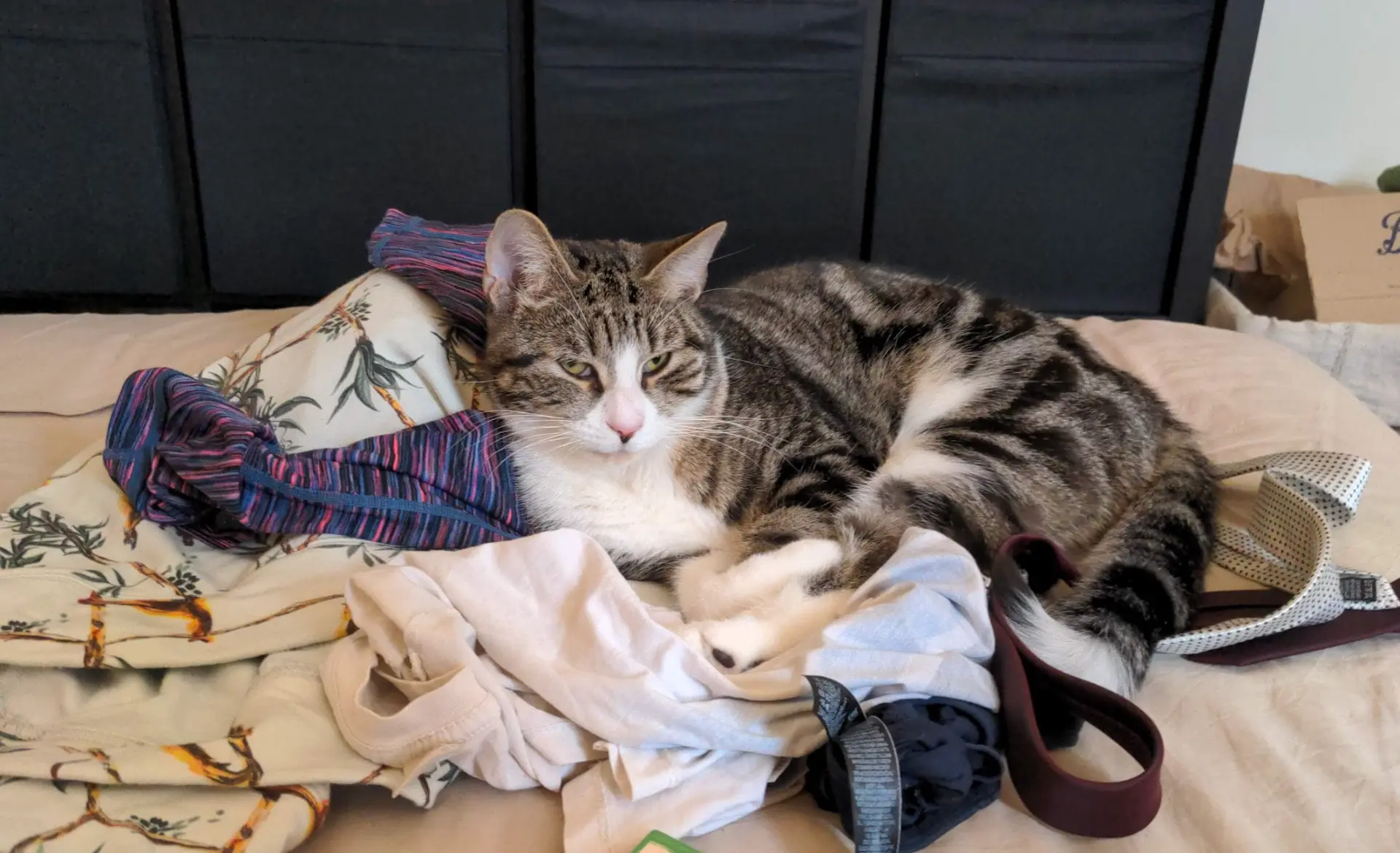 Winston curled up on a pile of freshly washed clothing
