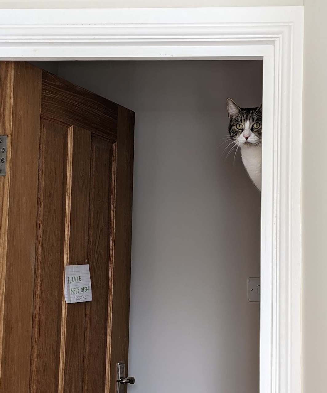 Winston sitting on top of an open door, looking down into the room