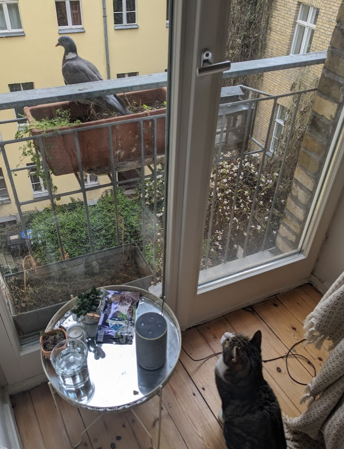 Winston watching a pigeon land on the balcony planter through the window