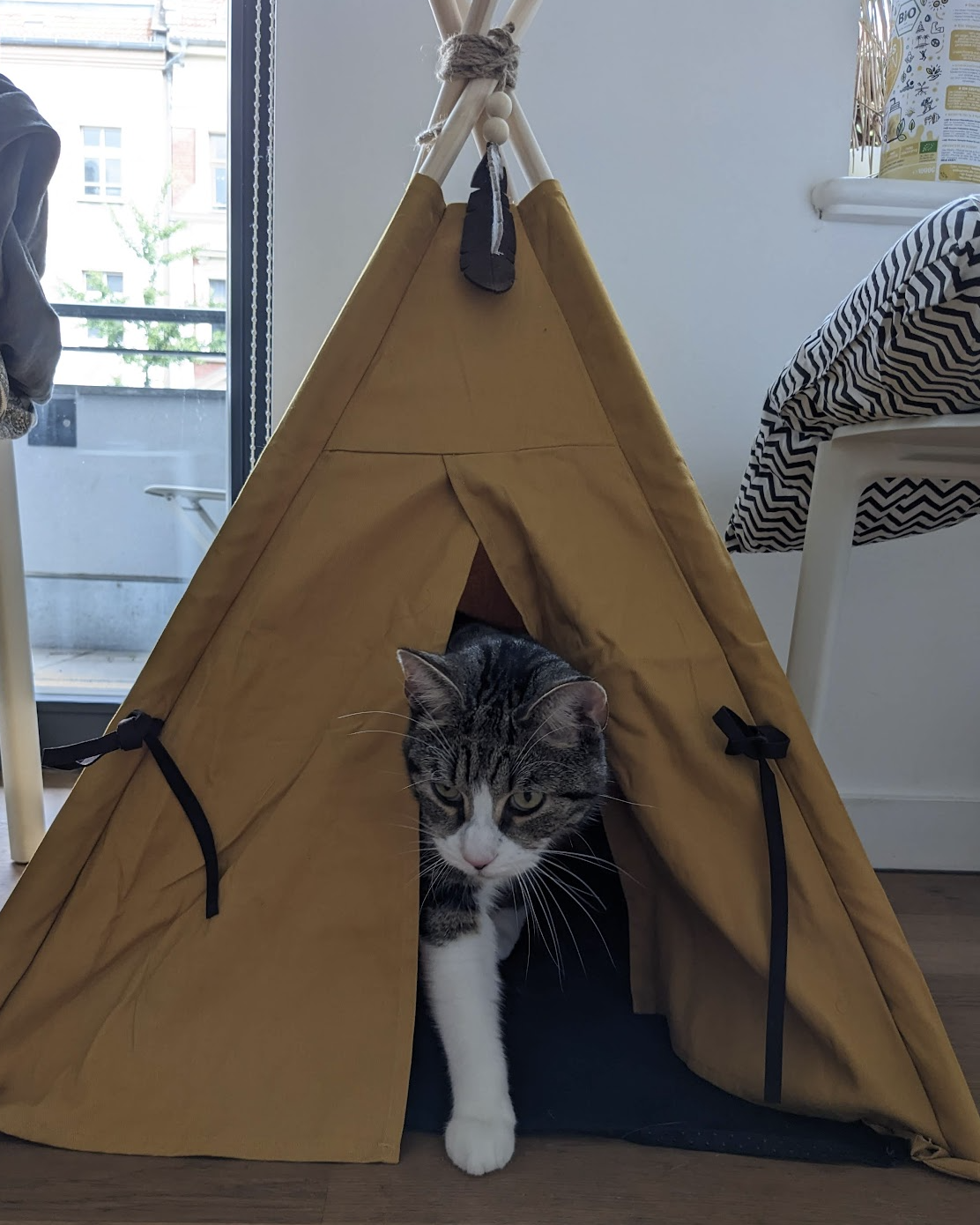 The mustard yellow cat teepee, set up and ready for him, Winston used it once