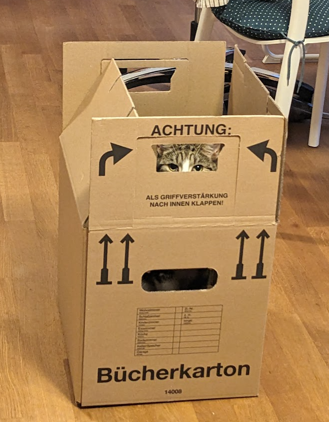 Winston hiding inside a cardboard box with just his eyes showing through the handle