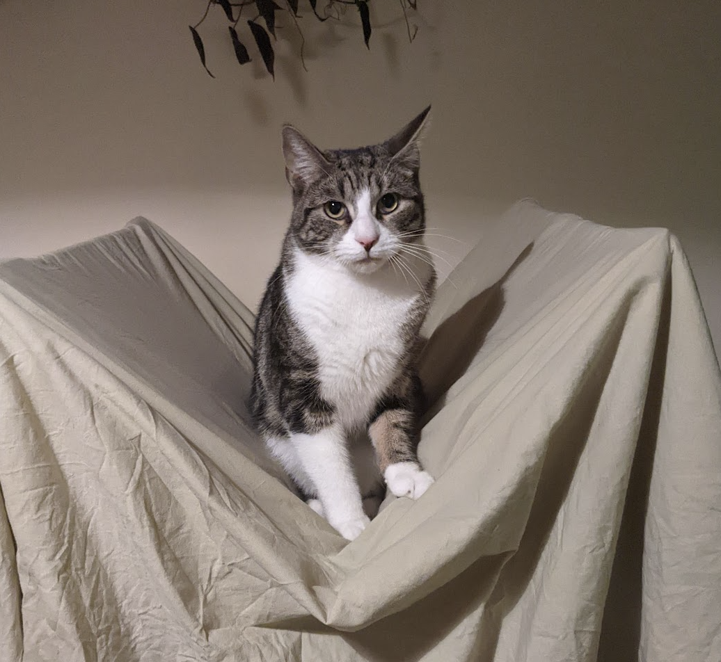 Winston standing in the folds of a hanging bed sheet