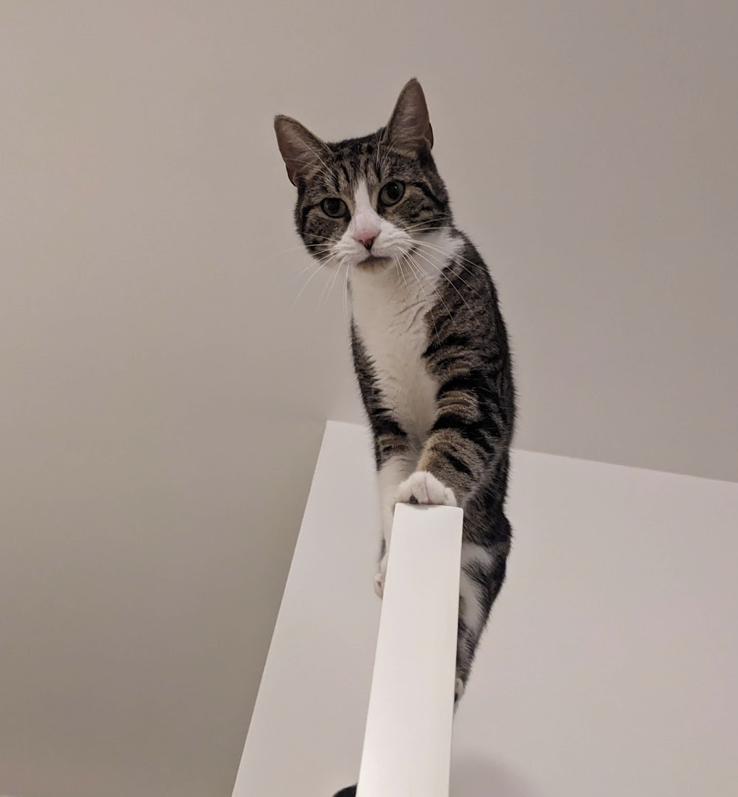 Winston balanced on top of a tall cupboard, looking down
