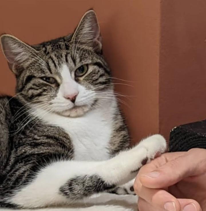 Winston resting a paw on a hand, tolerating contact strictly on his own terms