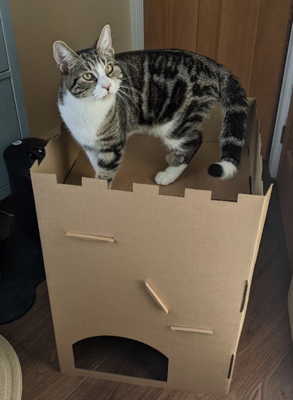 Winston standing on top of the cardboard castle rather than inside it