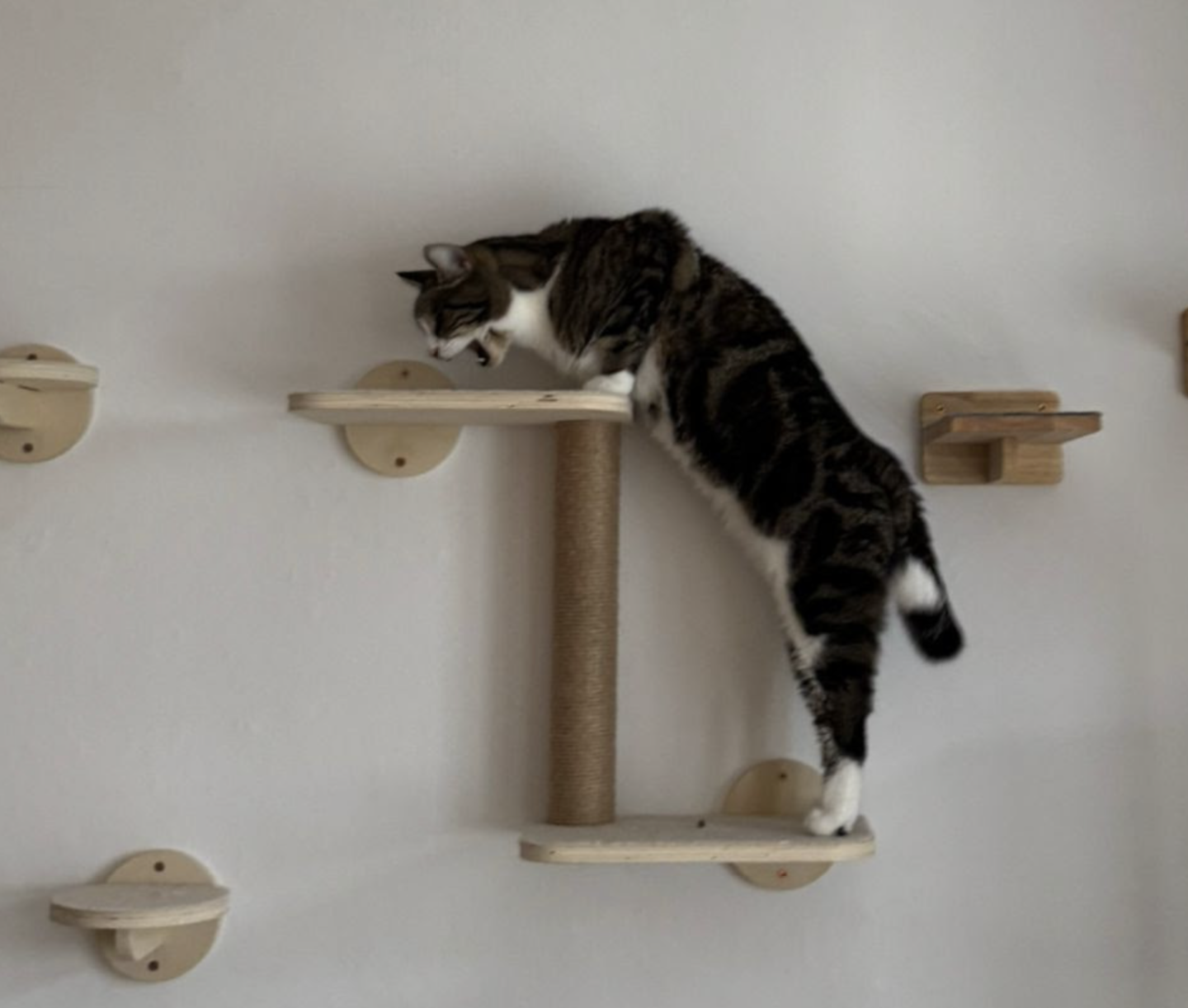 Winston climbing between the shelves of the cat wall
