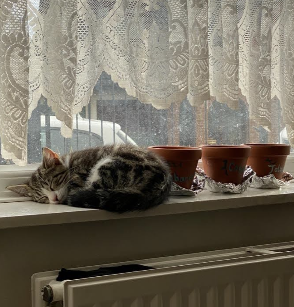 Winston asleep on a windowsill next to plant pots, in the spot where the bird feeder sits